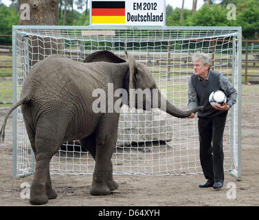 Elephant cow Nelly interacts with former German national goal keeper Sepp Maier at Serengeti Park in Hodenhagen, Germany, 06 June 2012. Before every match of the German team Nelly is going to take goal-kicks at two goals. If she hits the goal of the opposing team, the German national soccer team will win their next match. Nelly's prophecy for Germany's match against Portugal is a w Stock Photo