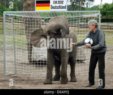 Elephant cow Nelly interacts with former German national goal keeper Sepp Maier at Serengeti Park in Hodenhagen, Germany, 06 June 2012. Before every match of the German team Nelly is going to take goal-kicks at two goals. If she hits the goal of the opposing team, the German national soccer team will win their next match. Nelly's prophecy for Germany's match against Portugal is a w Stock Photo