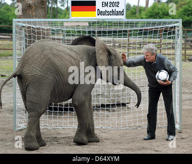 Elephant cow Nelly interacts with former German national goal keeper Sepp Maier at Serengeti Park in Hodenhagen, Germany, 06 June 2012. Before every match of the German team Nelly is going to take goal-kicks at two goals. If she hits the goal of the opposing team, the German national soccer team will win their next match. Nelly's prophecy for Germany's match against Portugal is a w Stock Photo