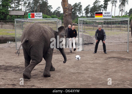 Elephant cow Nelly kicks a soccer ball towards a goal which is guarded by former German national goal keeper Sepp Maier poses at Serengeti Park in Hodenhagen, Germany, 06 June 2012. Before every match of the German team Nelly is going to take goal-kicks at two goals. If she hits the goal of the opposing team, the German national soccer team will win their next match. Nelly's prophe Stock Photo