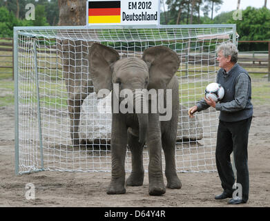 Elephant cow Nelly interacts with former German national goal keeper Sepp Maier at Serengeti Park in Hodenhagen, Germany, 06 June 2012. Before every match of the German team Nelly is going to take goal-kicks at two goals. If she hits the goal of the opposing team, the German national soccer team will win their next match. Nelly's prophecy for Germany's match against Portugal is a w Stock Photo