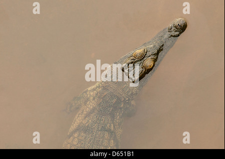 Nile crocodile underwater (Crocodylus niloticus Stock Photo - Alamy