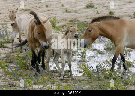 FILE - An archive picture dated 27 June 2007 shows two Przewalski's horse foals and their herd at the show enclosure of the Sielmann nature reserve Doeberitzer Heide in Wustermark near Berlin, Germany. Two wild horses form the nature reserve will have a new home in the Gobi Desert from July 2012. Heinz Sielmann Foundation announced on 21 May 2012 that the two Przewalski's horse mar Stock Photo