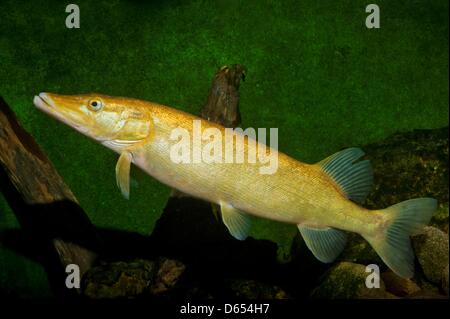 FILE - A file photo dated 02 March 2011 shows a golden pike swimming in an aquarium of the nature information centre Mueritzeum in Waren, Germany. The golden pike is a very rare partially albino of the predatory fish and has been caught in Kummerower See. Photo: Werner Fiedler Stock Photo