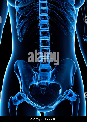 Anatomy of the Female Abdomen and Pelvis Stock Photo: 7712947 - Alamy