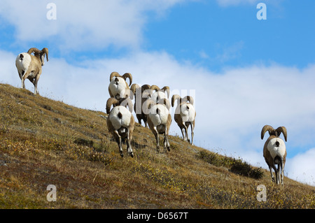 Mature bighorn rams (Ovis canadensis) on a ridge in a high mountain pass in Jasper National Park, Alberta, Canada. October 2005. Stock Photo
