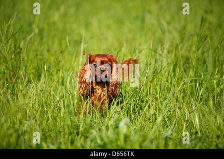 Cavalier King Charles Spaniel, male, ruby, in high grass Stock Photo