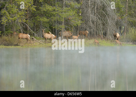 Elk or Wapiti (Cervus canadensis). Grand Teton National Park, Wyoming, USA. Mothers and babies in early morning fog. June 2011. Stock Photo