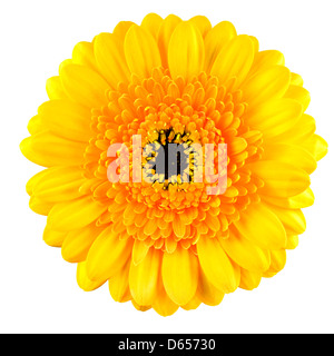 Perfect Yellow and Orange Gerbera Flower with Black Center. Macro Isolated on White Background Stock Photo