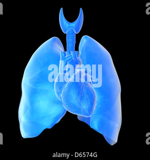 Heart and lungs Stock Photo