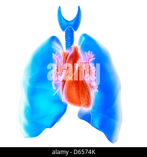 Heart and lungs Stock Photo