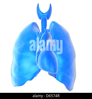 Heart and lungs Stock Photo