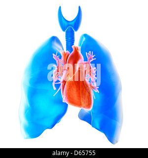 Heart and lungs Stock Photo