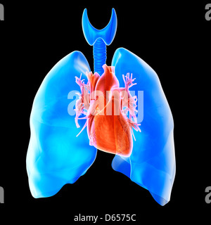 Heart and lungs Stock Photo