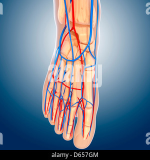 Foot anatomy, artwork Stock Photo