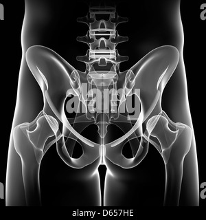 Pelvis anatomy, artwork Stock Photo