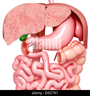 Human digestive system cross section Stock Photo - Alamy