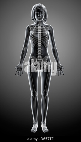 Female skeleton, artwork Stock Photo