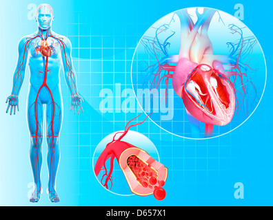 Cardiovascular system, artwork Stock Photo