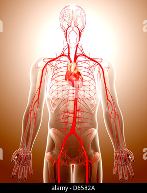 Cardiovascular system, artwork Stock Photo