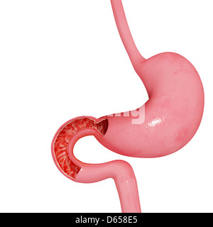 Stomach and small intestines, artwork Stock Photo