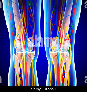 Illustration of Knee skeleton with lymphatic system Stock Photo - Alamy