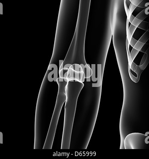 Human skeleton - arm and elbow anatomy Stock Photo: 85611179 - Alamy