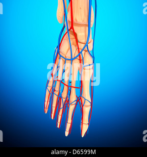 Foot anatomy, artwork Stock Photo