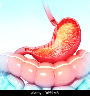 Healthy stomach, artwork Stock Photo