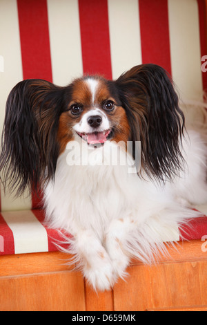 Papillon / Continental Toy Spaniel, Butterfly Dog Stock Photo