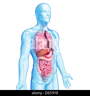 Male digestive system, artwork Stock Photo