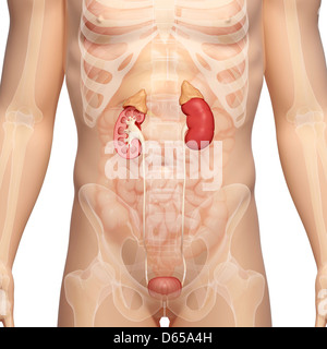 urinary system, artwork Stock Photo