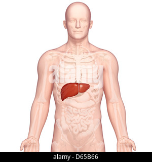 Healthy liver, artwork Stock Photo