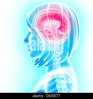 Brain anatomy, artwork Stock Photo