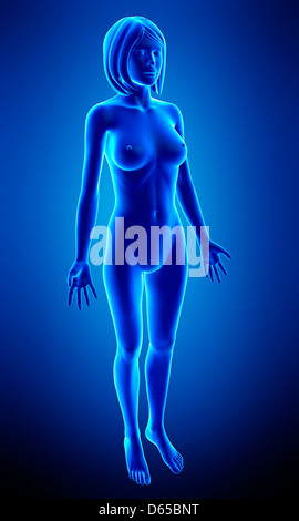 Female anatomy, artwork Stock Photo