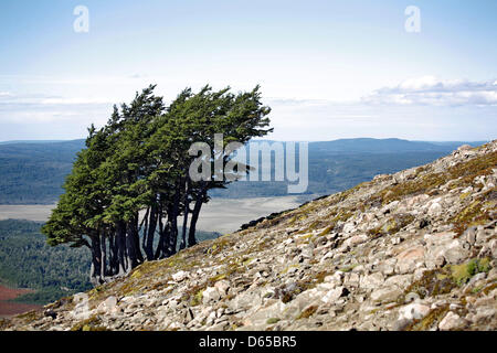 (dpa-file) - A file picture dated 01 December 2008  shows trees grown in the direction of the wind on the island group Tierra del Fuego, Argentina. Tierra del Fuego is seperated from the continent by the Strait of Magellan. Photo: Jan Woitas Stock Photo