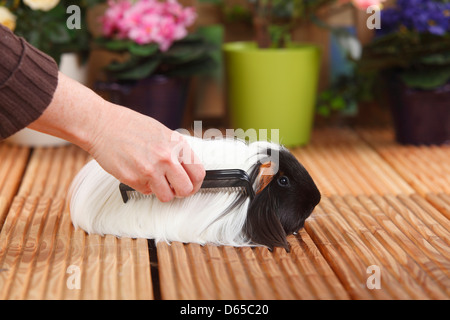 Sheltie Guinea Pig, tortoiseshell-and-white, beeing combed / comb Stock Photo