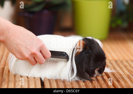 Sheltie Guinea Pig, tortoiseshell-and-white, beeing combed / comb Stock Photo