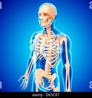 Human skeleton, artwork Stock Photo