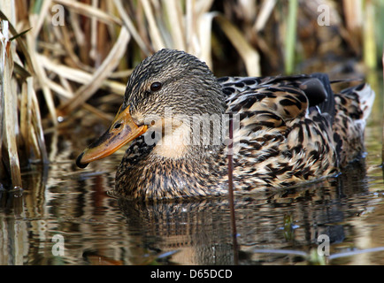 Detailed close-up of a female wild duck or Mallard (Anas platyrhynchos) foraging Stock Photo