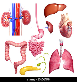 Human organs, artwork Stock Photo
