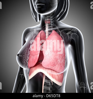 Female respiratory system, artwork Stock Photo