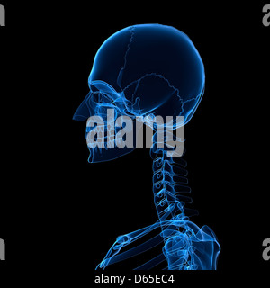 Head and neck bones, artwork Stock Photo