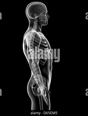 Male skeleton, artwork Stock Photo