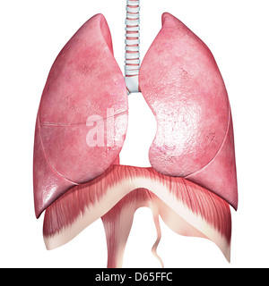 respiratory system, artwork Stock Photo