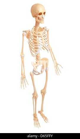 human skeleton anatomy side Stock Photo