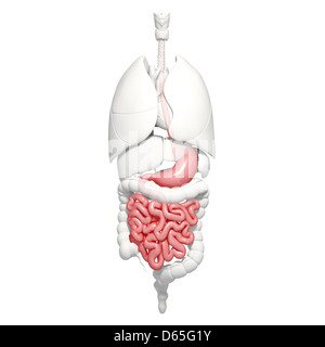 Healthy digestive system, artwork Stock Photo