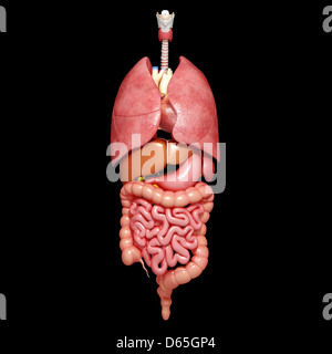 Human organs, artwork Stock Photo