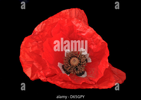 Red poppy flower on a black background Stock Photo