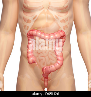 Male large intestines, artwork Stock Photo